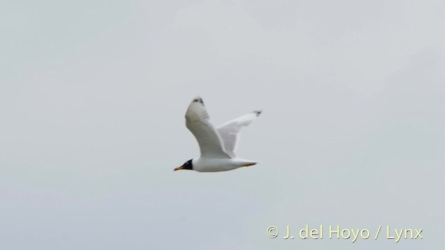 Pallas's Gull - ML201522751