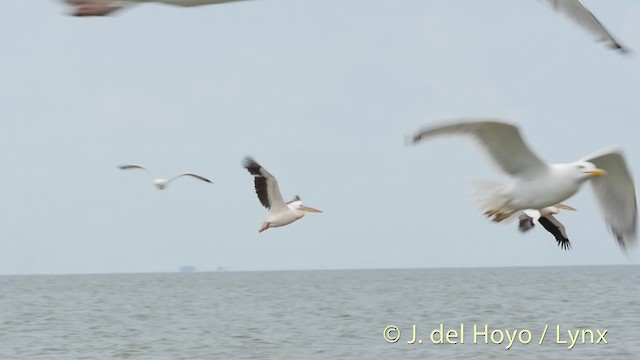 Great White Pelican - ML201522771