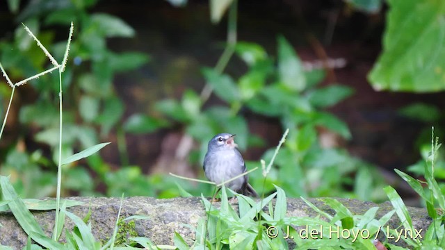 Plumbeous Warbler - ML201522831