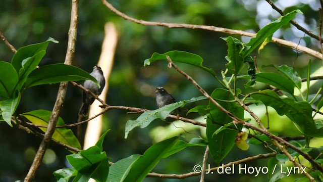 Plumbeous Warbler - ML201522841