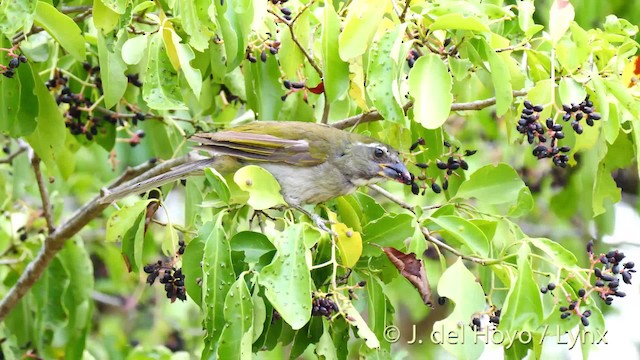 Lesser Antillean Saltator - ML201522851