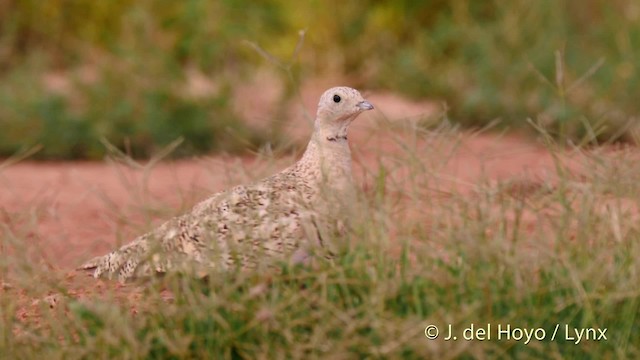 Black-bellied Sandgrouse - ML201522881