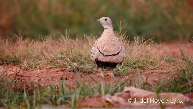 Black-bellied Sandgrouse - ML201522891