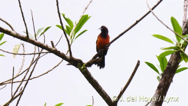 Martinique Oriole - ML201522911