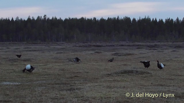 Black Grouse - ML201522991