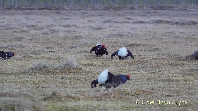 Black Grouse - ML201523001