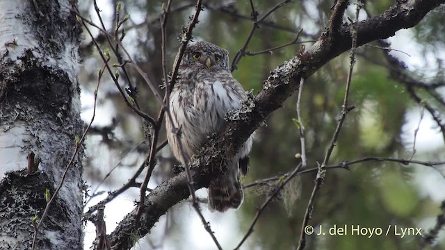 Eurasian Pygmy-Owl - ML201523031