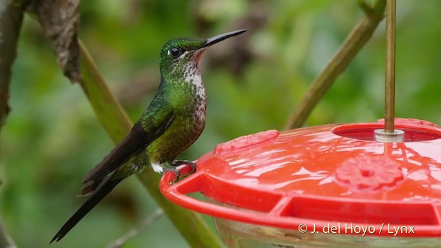 Green-crowned Brilliant - ML201523131