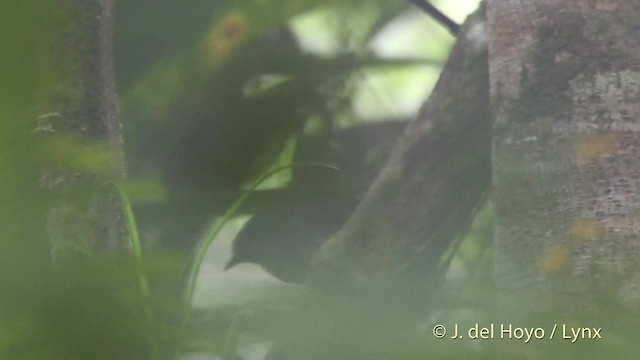 Chocótapaculo - ML201523151