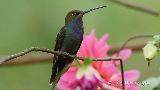 Colibri de Bouguer - ML201523161