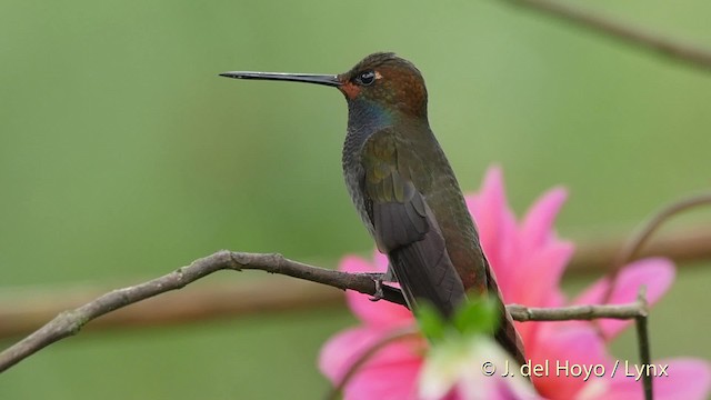 Rufous-gaped Hillstar - ML201523171