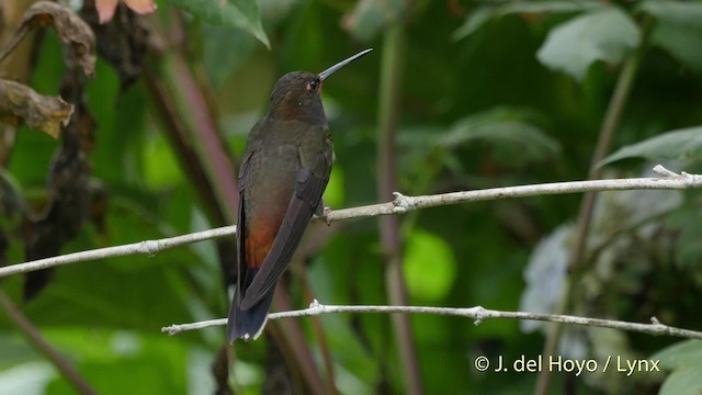 Rufous-gaped Hillstar - ML201523191