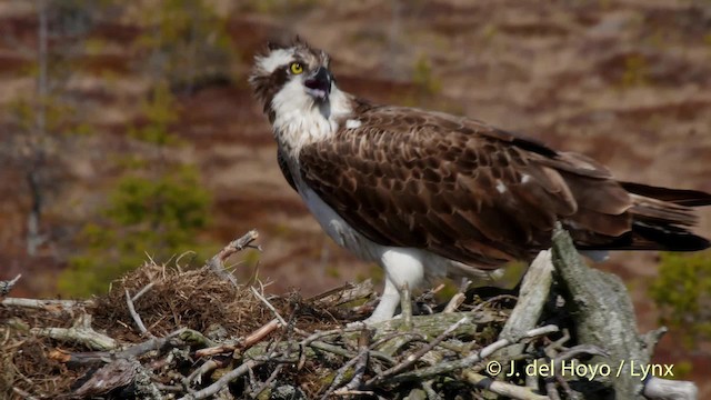 Osprey (haliaetus) - ML201523201