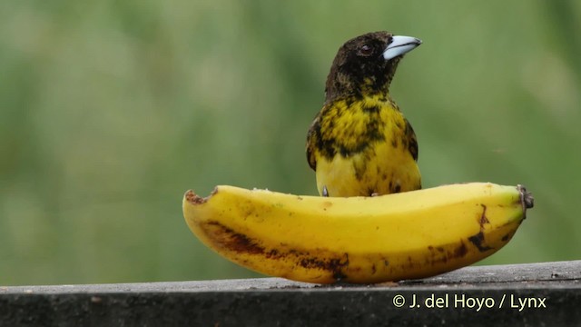 Flame-rumped Tanager (Lemon-rumped) - ML201523311