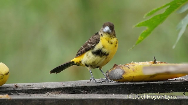 Tangara flamboyant (icteronotus) - ML201523321