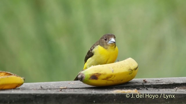 Flame-rumped Tanager (Lemon-rumped) - ML201523331