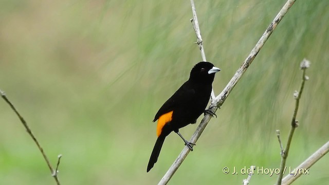 Alev Sokumlu Tangara (icteronotus) - ML201523341