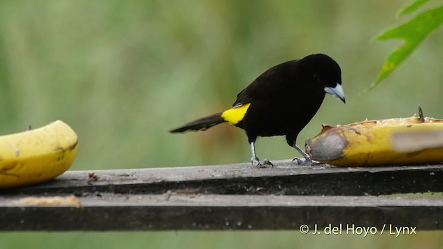 Tangara flamboyant (icteronotus) - ML201523351