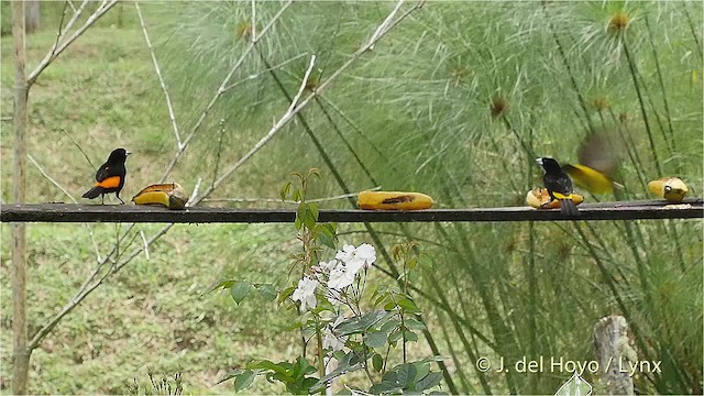 Tangara Flamígera (culigualda) - ML201523361