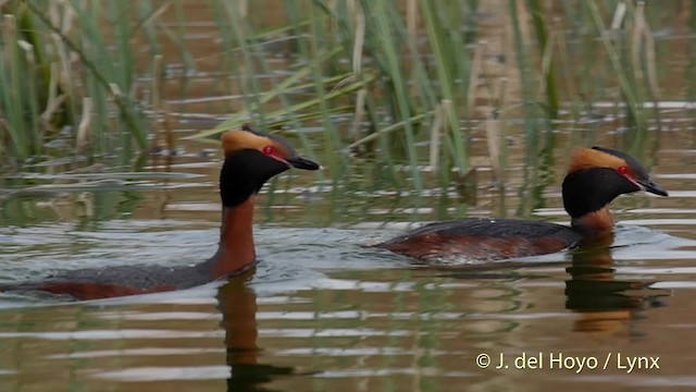 Horned Grebe - ML201523481