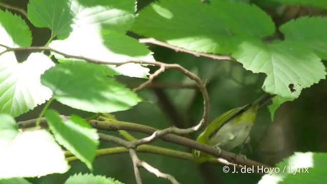 Warbling White-eye - ML201523501