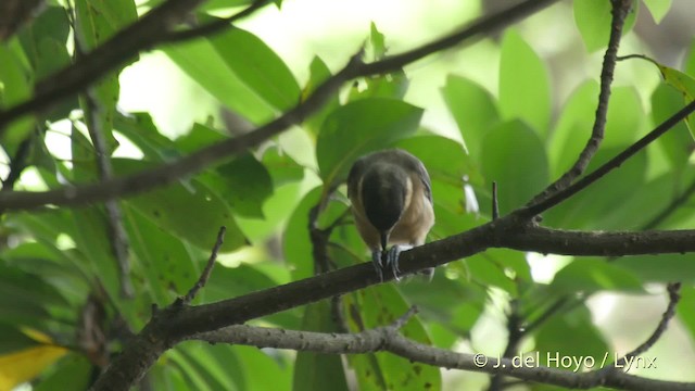 オーストンヤマガラ - eBird
