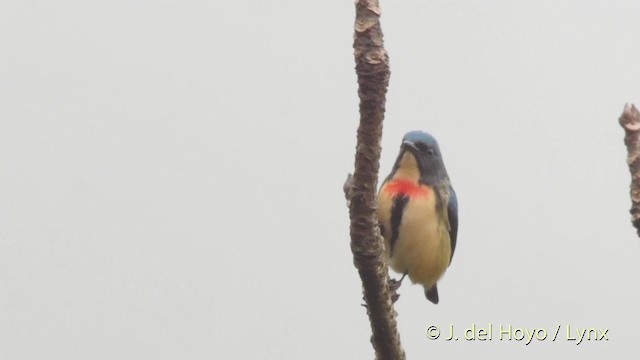 Fire-breasted Flowerpecker - ML201523641