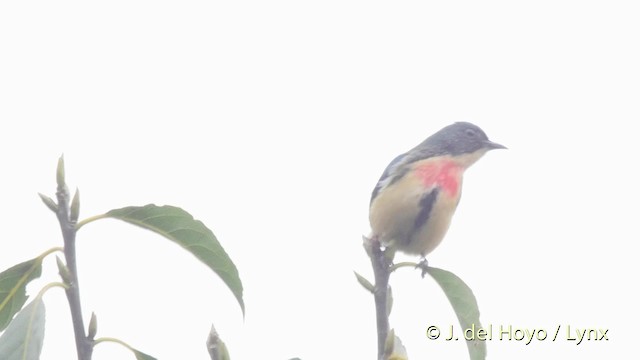 Fire-breasted Flowerpecker - ML201523661