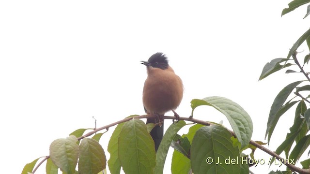 Rufous Sibia - ML201523681