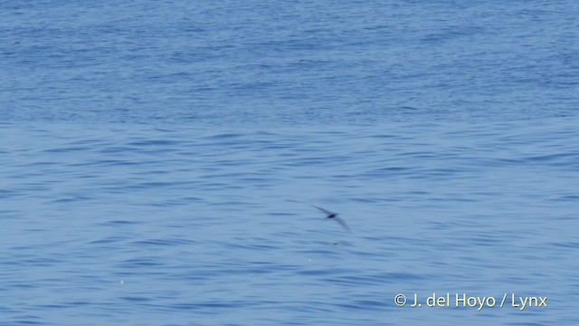 Bulwer's Petrel - ML201523761