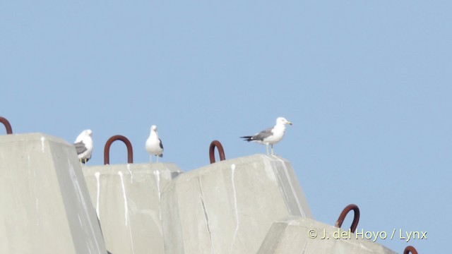 Хар сүүлт цахлай - ML201523801