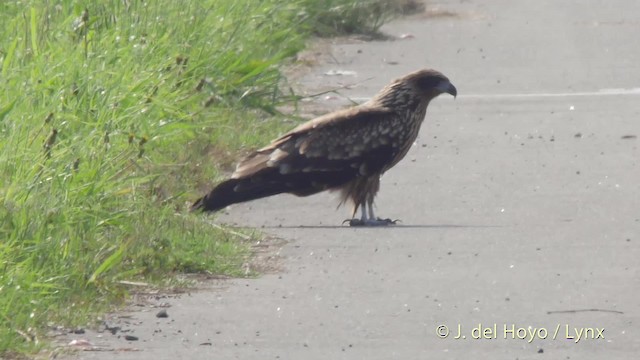 Black Kite (Black-eared) - ML201523841