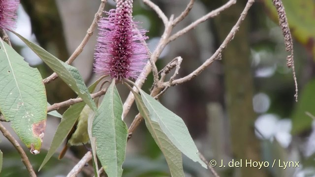 アカオタイヨウチョウ - ML201523871