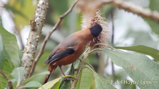 Rufous Sibia - ML201523881