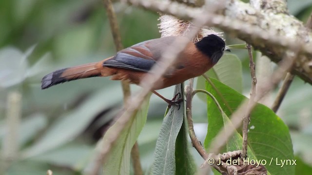 Rufous Sibia - ML201523891