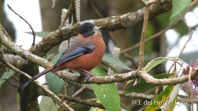 Rufous Sibia - ML201523901