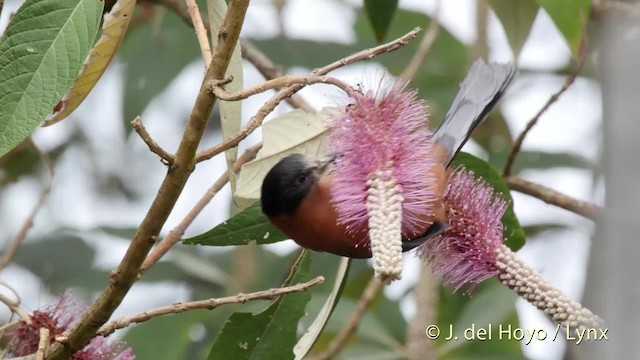 Rufous Sibia - ML201523911