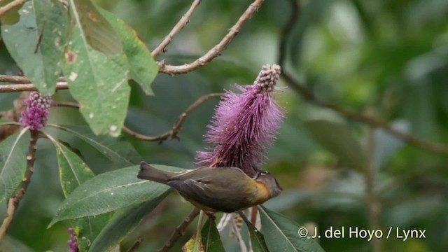 Bıyıklı Yuhina - ML201523961