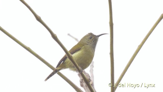 アカオタイヨウチョウ - ML201523991