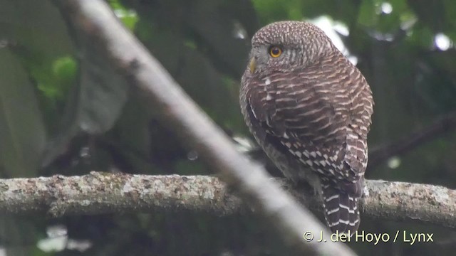 Asian Barred Owlet - ML201524001