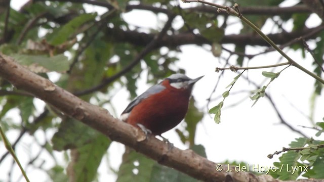 Chestnut-bellied Nuthatch - ML201524041