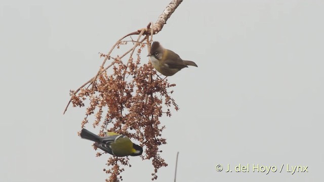 Whiskered Yuhina - ML201524051