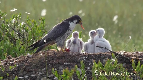 Peregrine Falcon - Falco peregrinus - メディア検索 - Macaulay