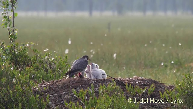 sokol stěhovavý [skupina peregrinus] - ML201524071