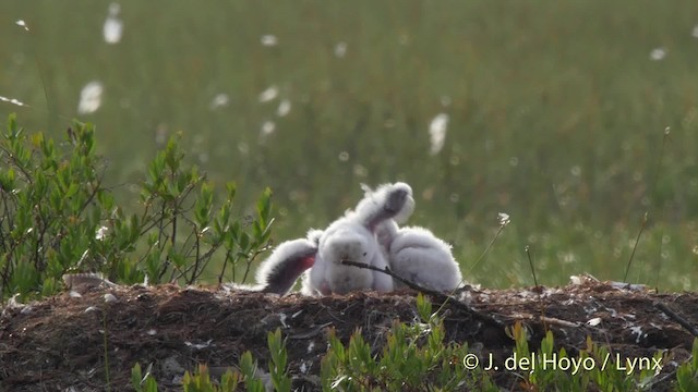 Halcón Peregrino (grupo peregrinus) - ML201524081