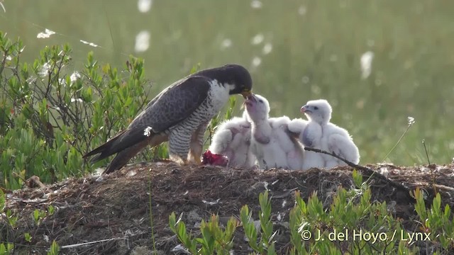 Peregrine Falcon (Eurasian) - ML201524091