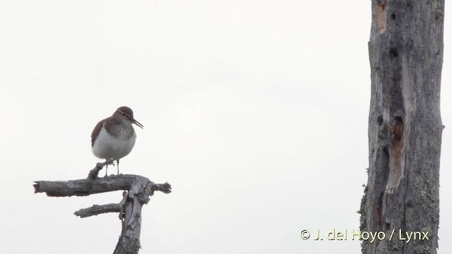 Common Sandpiper - ML201524101