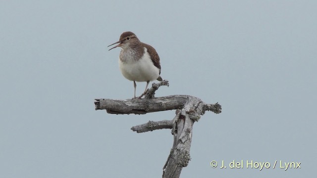 Common Sandpiper - ML201524111