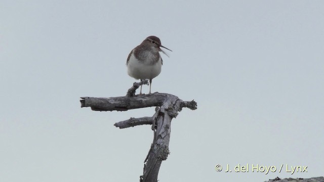 Common Sandpiper - ML201524121