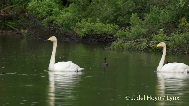 Whooper Swan - ML201524241